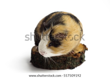 Happy guinea pig on a white background is the pet for children and adults