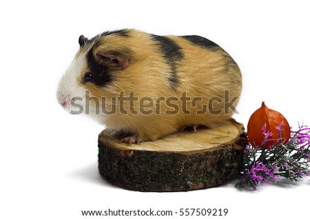 Happy guinea pig on a white background is the pet for children and adults