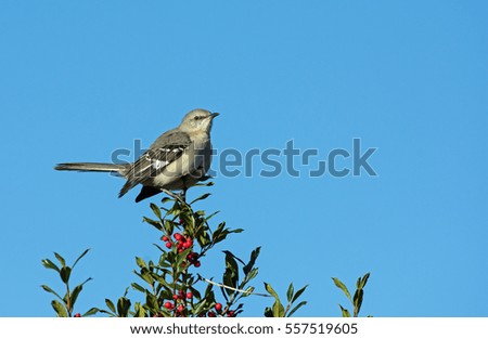 Northern Mockingbird perched on Holly Bush