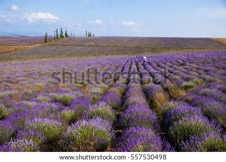 lavender flower purple lavender field in Provence blue sky