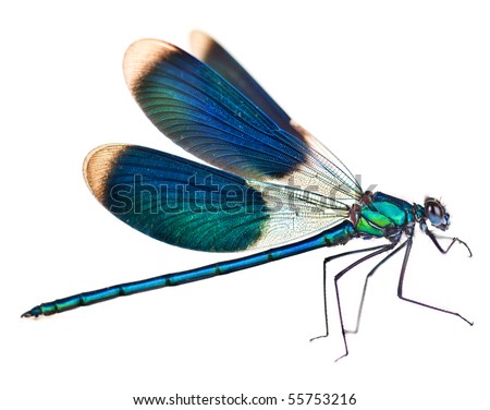Dragonfly isolated on white Royalty-Free Stock Photo #55753216