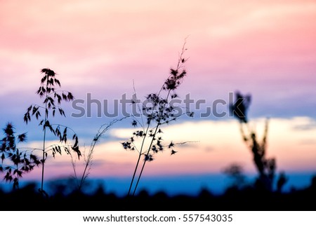 Wide silhouette of long grass/ plants on summer evening