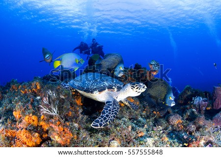 Turtle with Angelfishes, Cozumel Royalty-Free Stock Photo #557555848