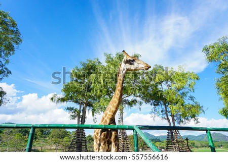Giraffe in blue sky background.