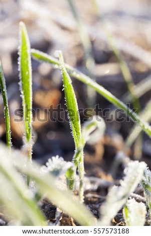   Agricultural field on which grow green shoots of wheat covered with morning frost. Autumn season, winter cereals. Small depth of field. Photo taken closeup.