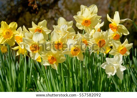 beauty blossoms of easter narcissus Royalty-Free Stock Photo #557582092