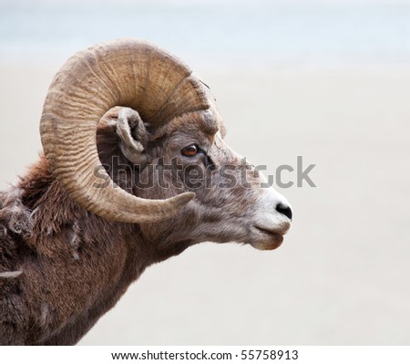 goat Royalty-Free Stock Photo #55758913