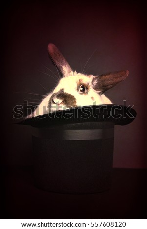 Rabbit in top hat, studio shot