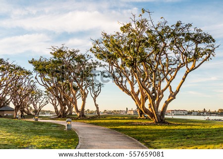 Coral trees line pathway at Embarcadero Park North in San Diego, California.  