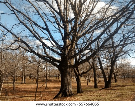 Large Tree with Many Branches