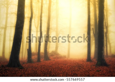 magical foggy forest with sun rays