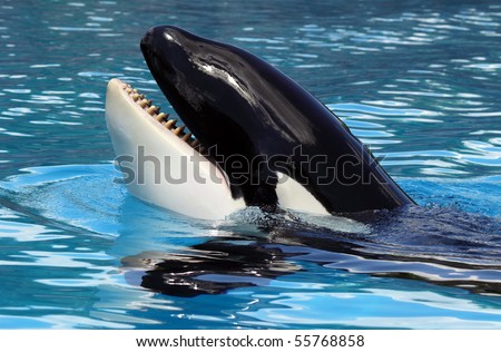 Killer Whale Royalty-Free Stock Photo #55768858