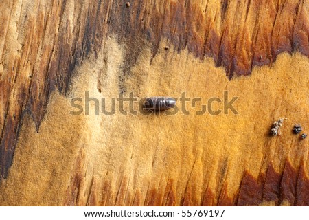 Rotten and weathered wood