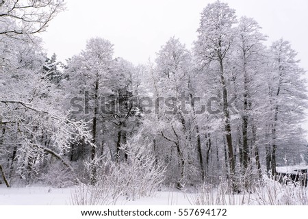 The woods in cloudy weather in winter