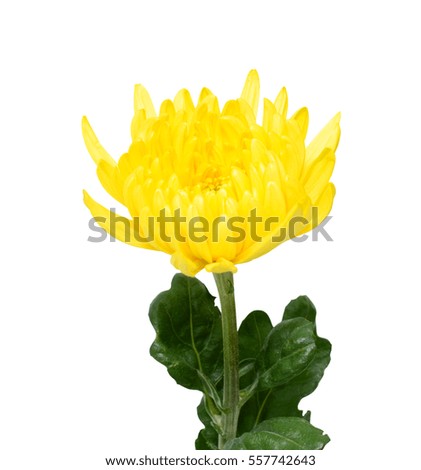 beautiful yellow daisies flower isolated on white background