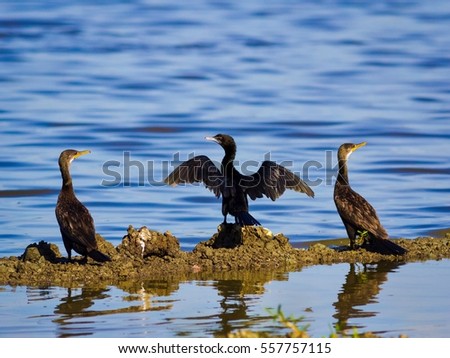 Little Cormorant (Microcarbo niger) bird is bask on wetlands.