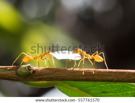 Two red ants (fire ant, Solenopsis geminate) helping each other carry a grain of rice
