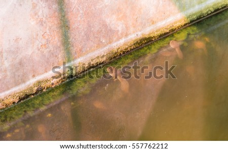 image of East Asian bullfrog in pond.