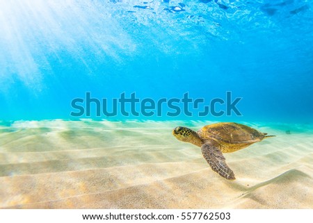 An endangered Hawaiian Green Sea Turtle cruises in the warm waters of the Pacific Ocean in Hawaii. Royalty-Free Stock Photo #557762503