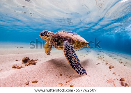 An endangered Hawaiian Green Sea Turtle cruises in the warm waters of the Pacific Ocean in Hawaii. Royalty-Free Stock Photo #557762509
