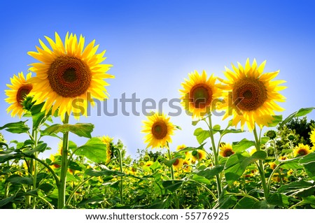 Beautiful sunflowers in the field with bright blue sky Royalty-Free Stock Photo #55776925