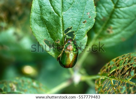 Green leaf scarab feeding Royalty-Free Stock Photo #557779483