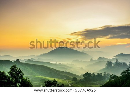 Cameron Highlands ,Malaysia. Sunrise  at green tea farm mountain. Dramatic moving cloud in nature landscape on sunshine morning.