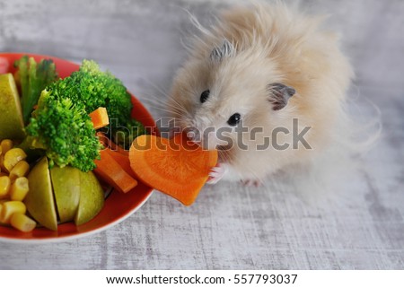 Hamster eating carrots. Royalty-Free Stock Photo #557793037
