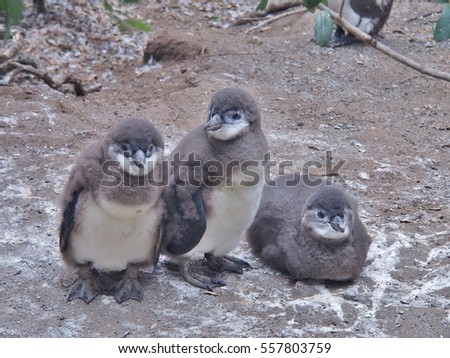 Three African penguins chick on the ground at Boulders Beach in Cape town, South Africa. African penguin ( Spheniscus demersus) also known as the jackass penguin and black-footed penguin.