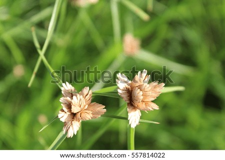 Picture of a type of grass ideal for desktop background. 