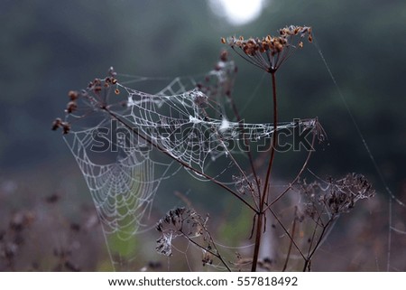 Early morning, the grass on the meadow, clear dew, a silvery cobweb, fairy light.
