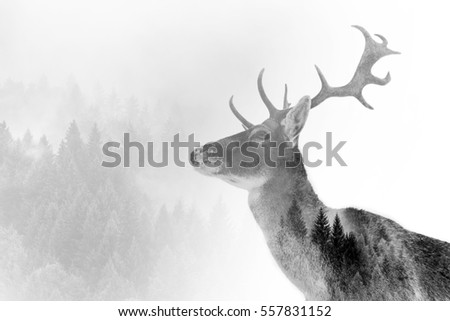 Double exposure of an antler and it's habitat Royalty-Free Stock Photo #557831152