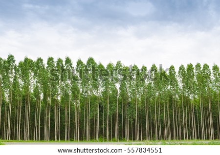 Eucalyptus forest in Thailand, plats for paper industry Royalty-Free Stock Photo #557834551