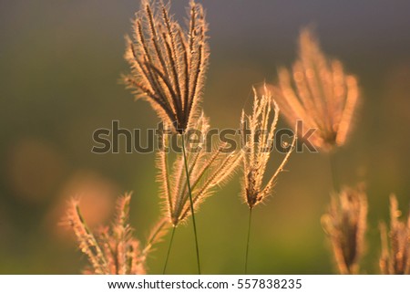 poaceae it is some of flower from nature in evening sunset to be background 
