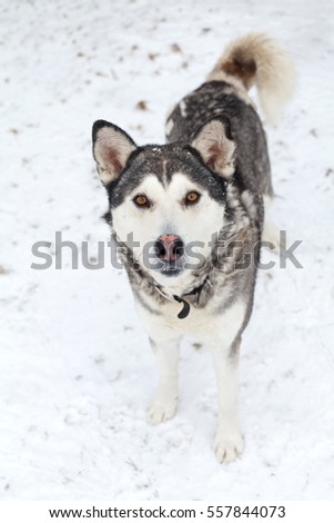 Picture of a cute young dog posing in the snow