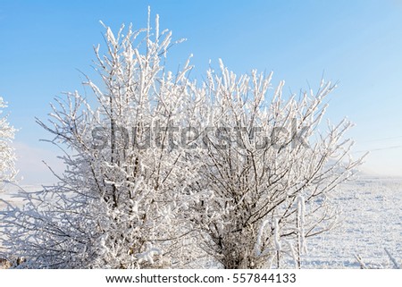 Picture of a beautiful winter day in countryside