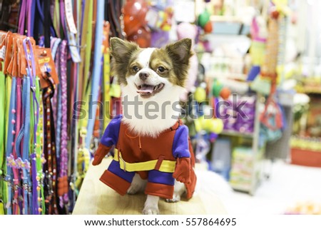 Chihuahua dog in pet store