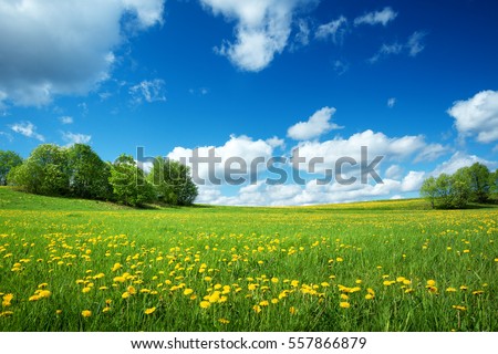 Field with yellow dandelions and blue sky Royalty-Free Stock Photo #557866879