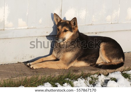 a stray dog on the street in winter