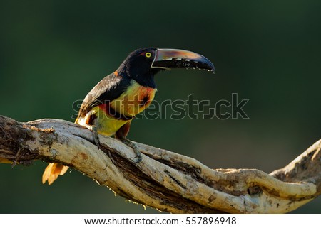 Toucan sitting on the branch in the forest, Boca Tapada, Laguna de Lagarto Lodge, Costa Rica. Nature bird travel in central America. Collared Aracari, Pteroglossus torquatus, bird with big bill.