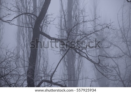 Foggy forest in winter. fairy forest, branch of a tree in a misty forest