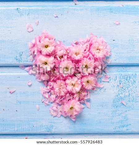 Heart from  pink  flowers and petals on blue wooden planks. Selective focus.  Square image.