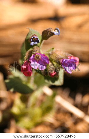 Flowering dark lungwort in spring in natural habitat 