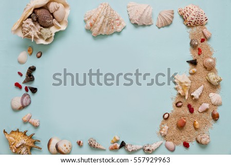 Sea shell on blue background on top view