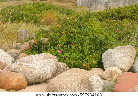 Beautiful wild rose fruits on a natural background in summer