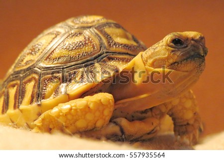 Close up Baby Leopard tortoise resting on warm light, Slow life ,Funny Cute Baby Animal ,cute animal pictures make you smile                              