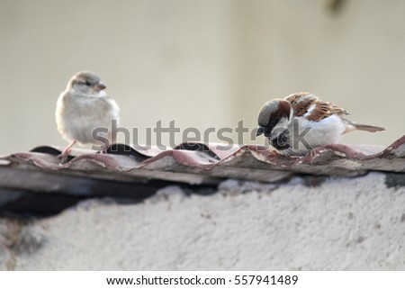 Sparrow couple on the roof