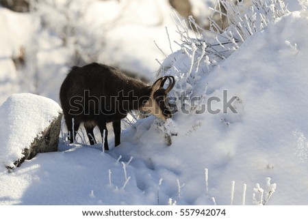 Chamois (Rupicapra rupicapra) in the winter Vosges Mountains, France