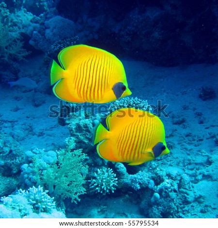 Butterfly fish. Royalty-Free Stock Photo #55795534