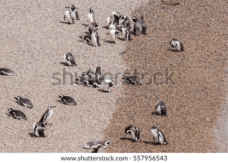 Magellanic Penguin colony of Punta Tombo, one of the largest in the world, Patagonia, Argentina.
Photo taken on: November 14th, 2013